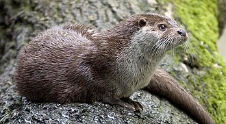 Eurasian otter